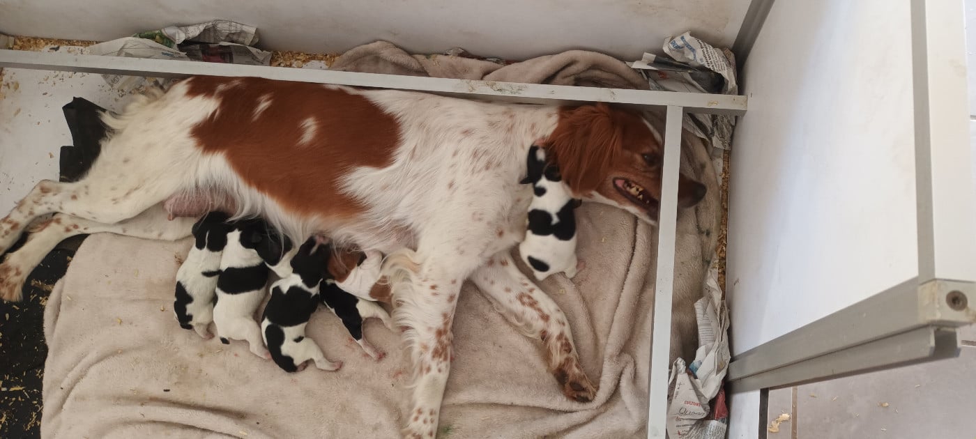 Epagneul Breton - des T'chiots Picards