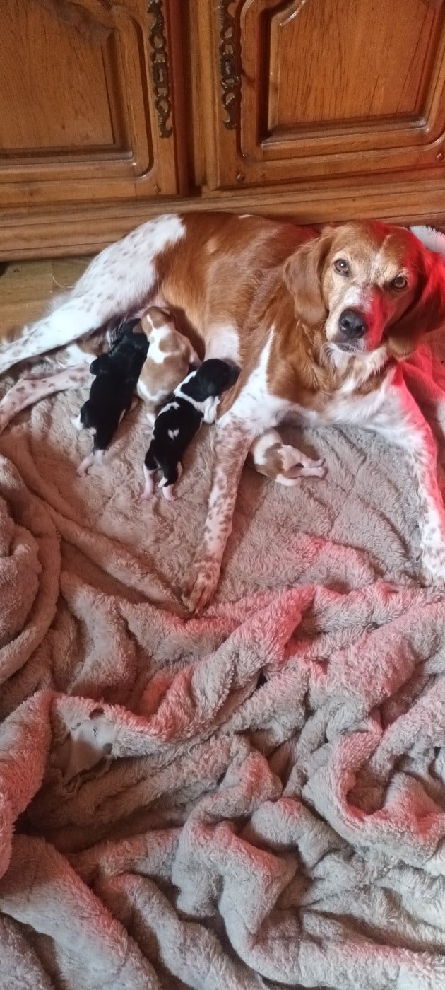 Epagneul Breton - des T'chiots Picards