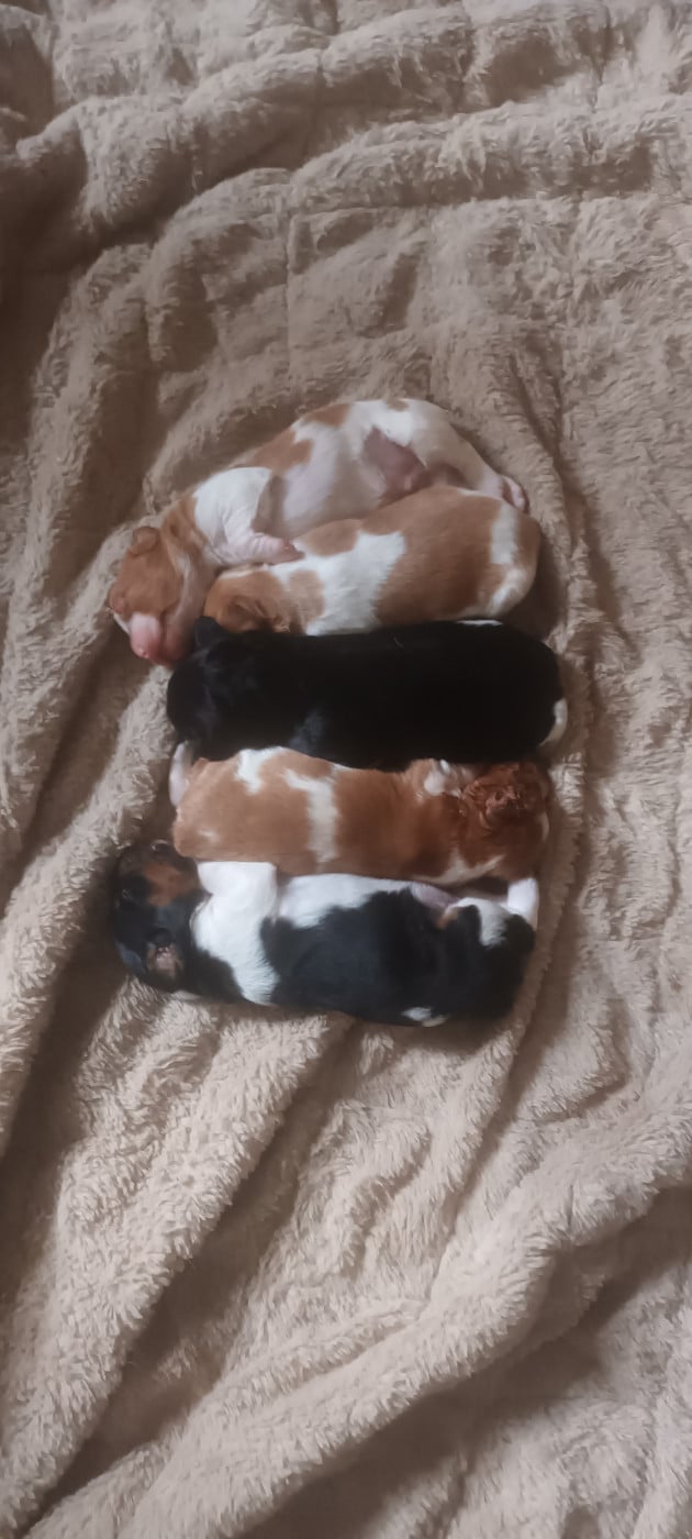 Epagneul Breton - des T'chiots Picards