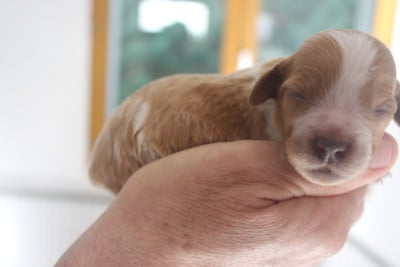 Les chiots de Epagneul Breton
