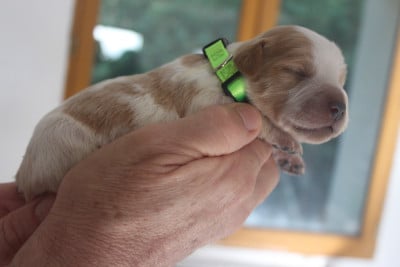 Les chiots de Epagneul Breton