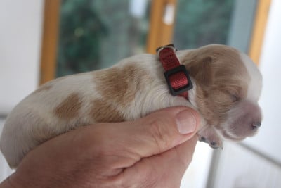Les chiots de Epagneul Breton