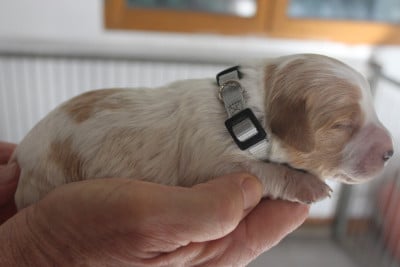 Les chiots de Epagneul Breton