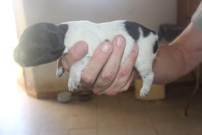 Les chiots de Epagneul Breton