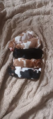 Les chiots de Epagneul Breton