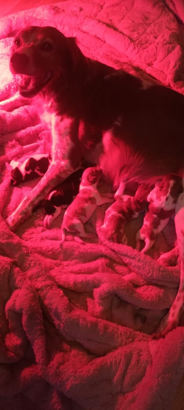 Epagneul Breton - des T'chiots Picards