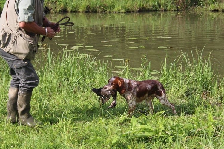 TR. CH. Helios des T'chiots Picards - Le Rapport en eau profonde