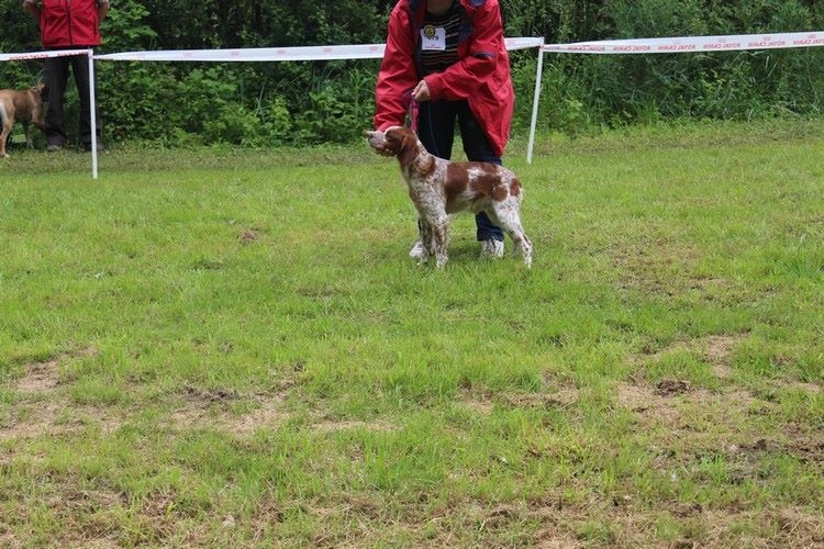 TR. CH. Helios des T'chiots Picards - 1er Excellent CACS Meileur de race