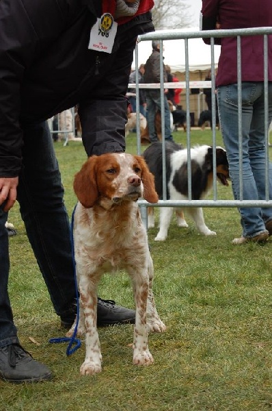 TR. CH. Helios des T'chiots Picards - 1er Excellent