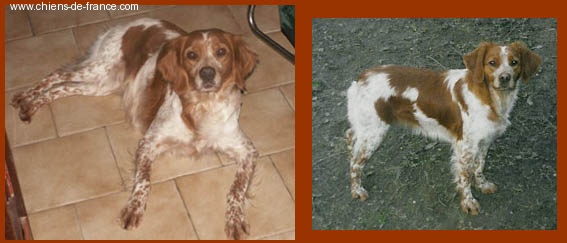 Somme des T'chiots Picards - Excellent