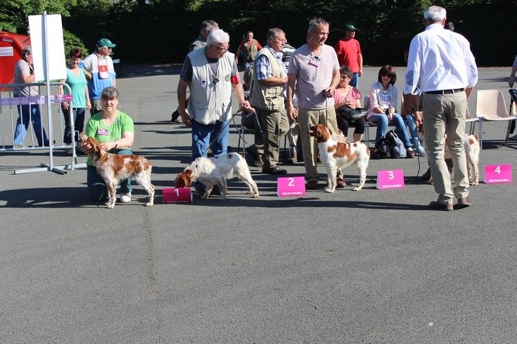 TR. CH. Helios des T'chiots Picards - 1er Excellent