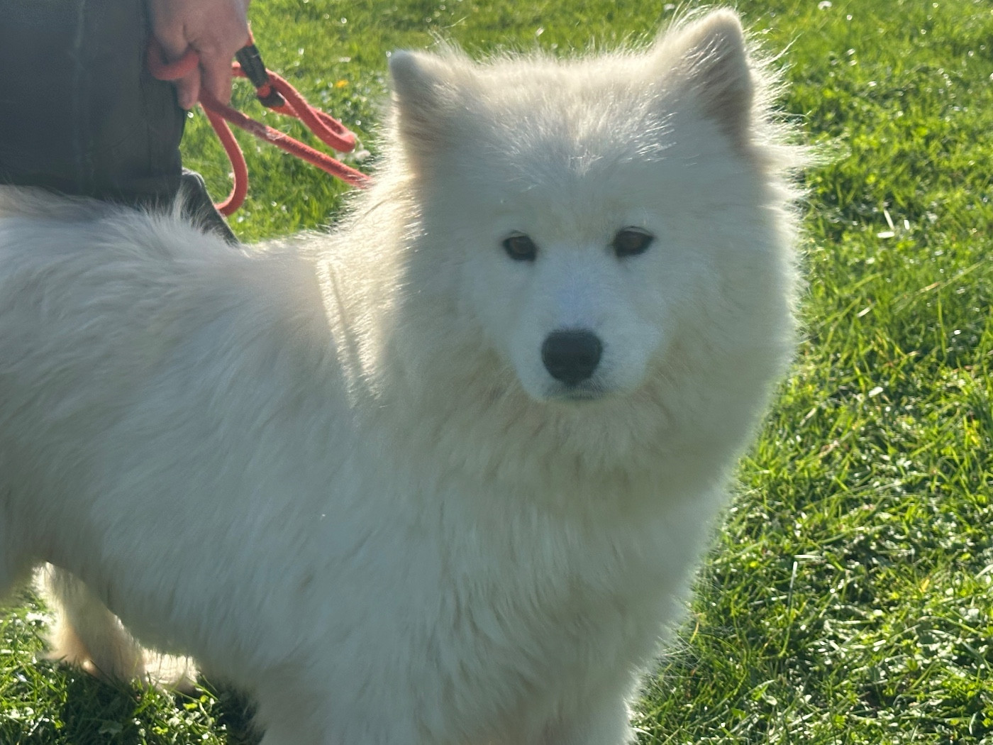 Udie de Jerrie Black