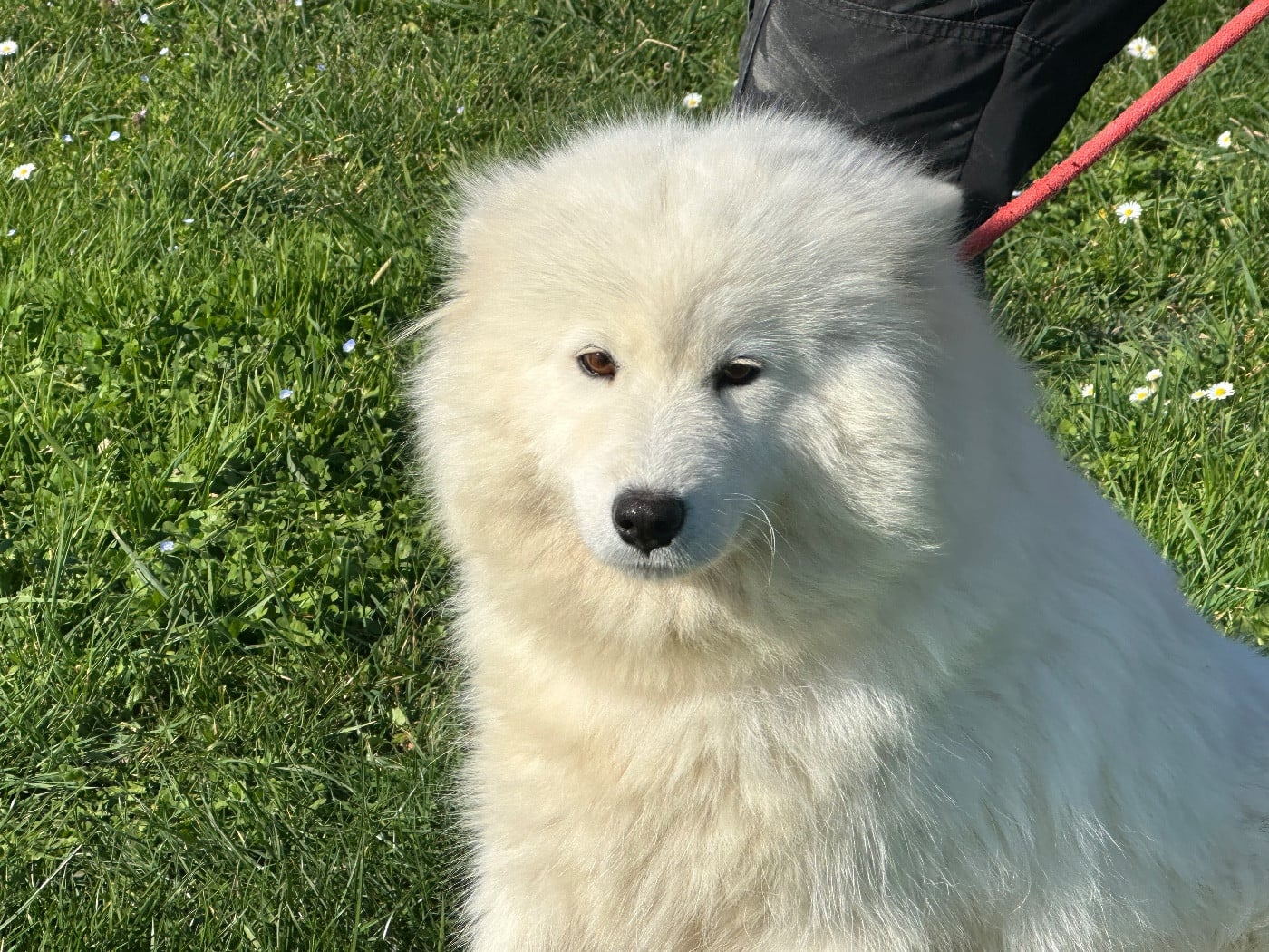 Udie de Jerrie Black