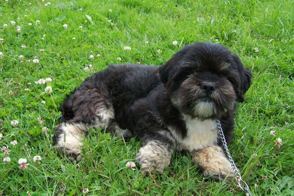 Nell de Jerrie Black