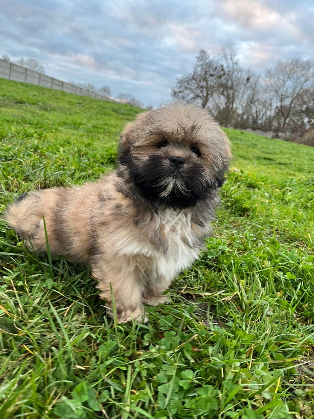 Lhassa Apso - de Jerrie Black