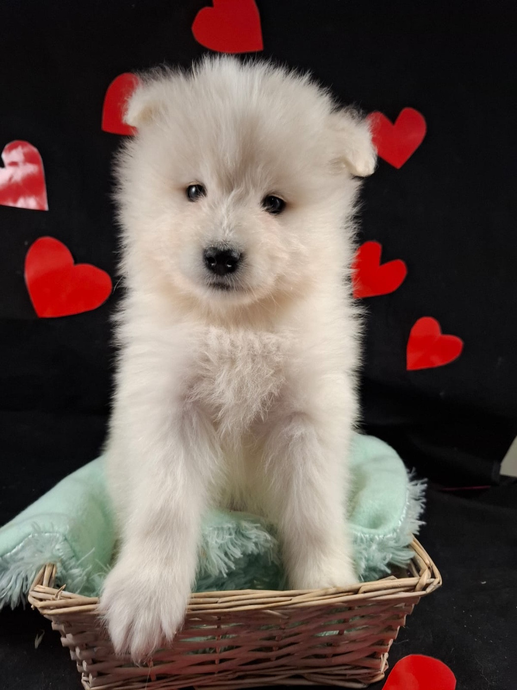 CHIOT Baccara dit brume