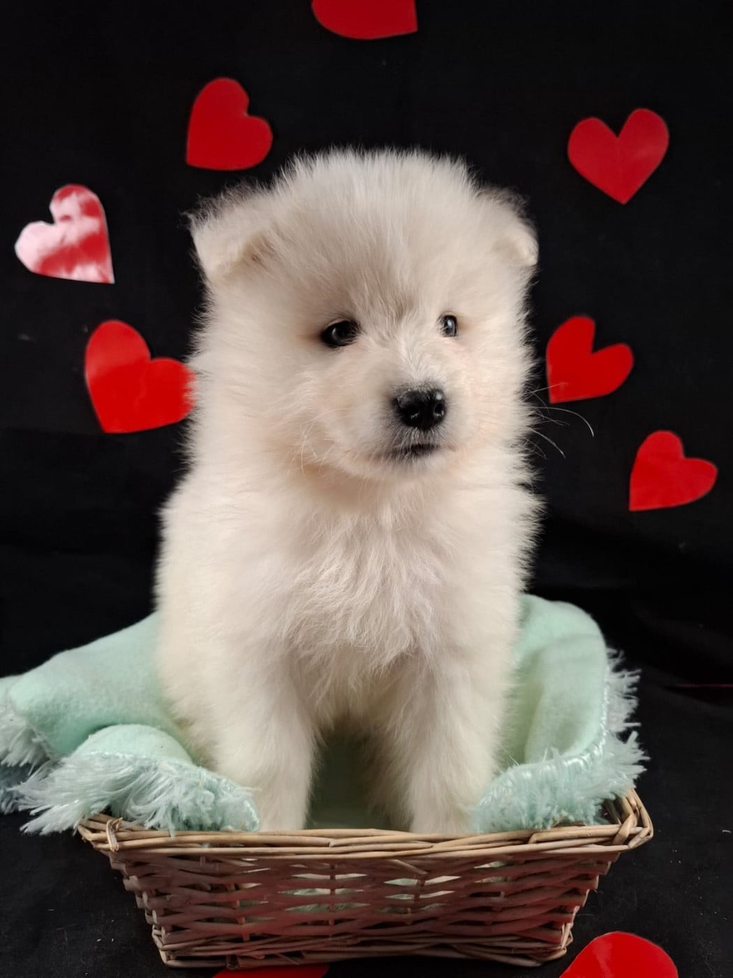 CHIOT Baccara dit brume