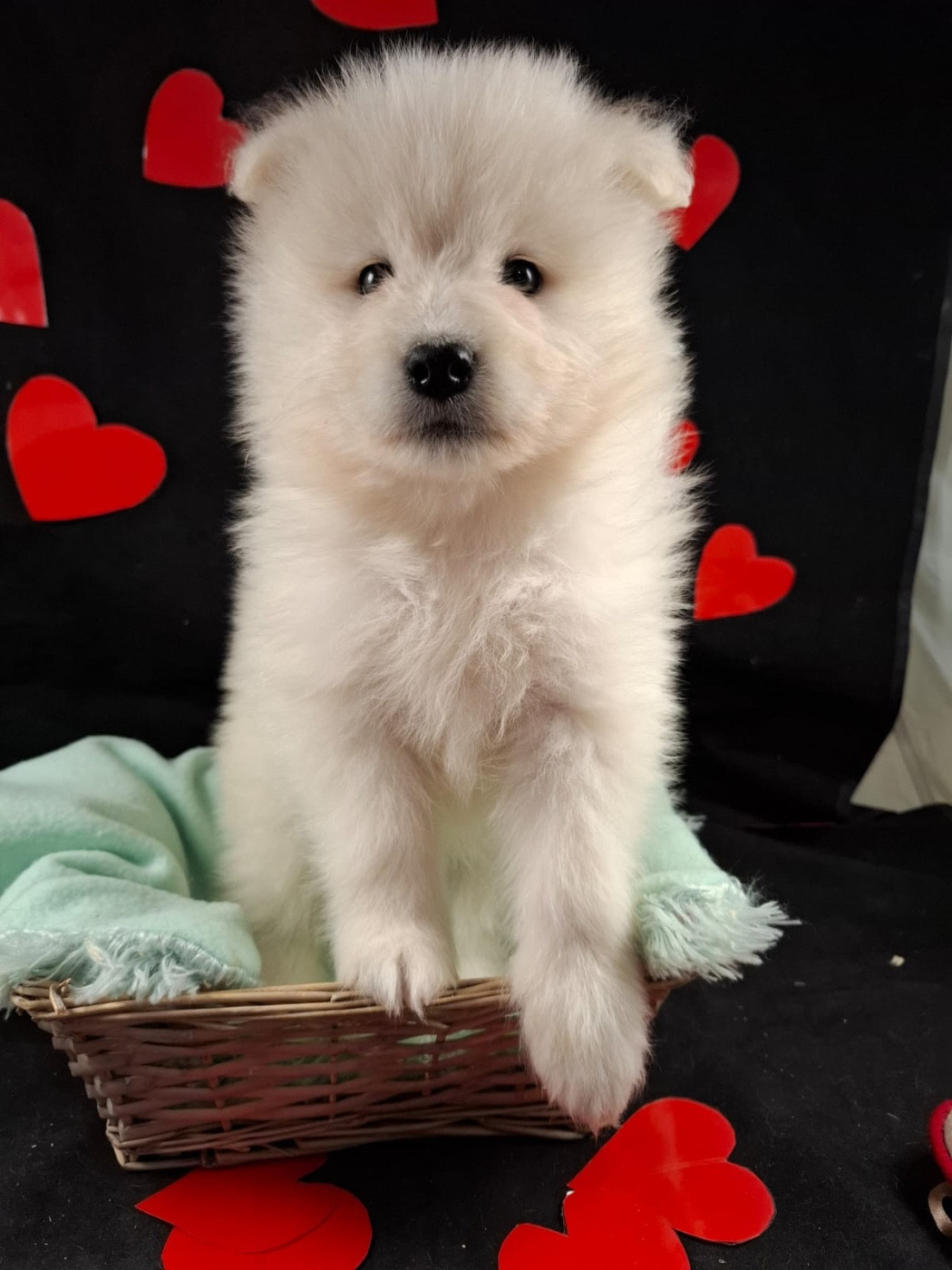 CHIOT Baccara dit brume