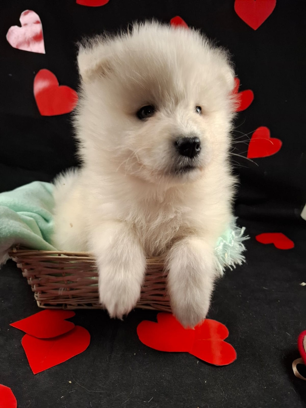 CHIOT Baccara dit brume