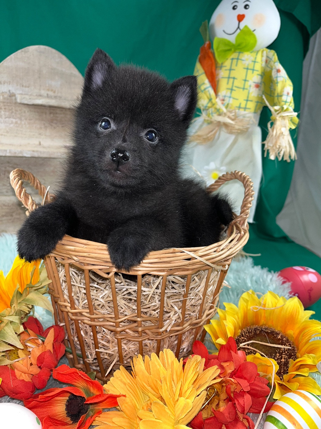 Chiot N°1 B........