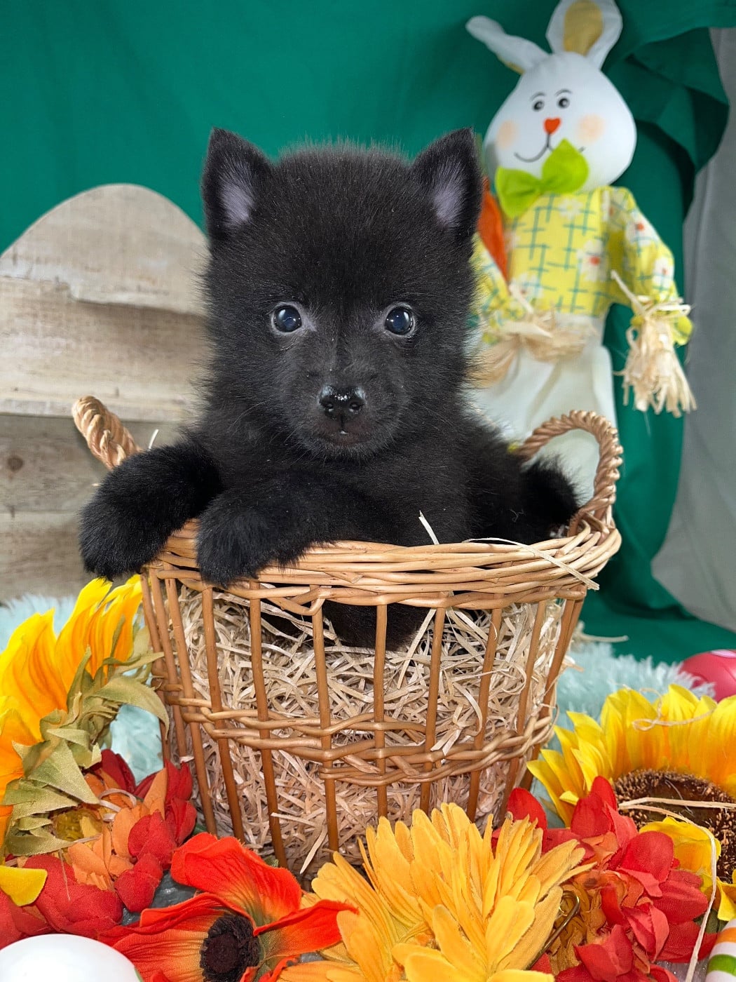 Chiot N°1 B........