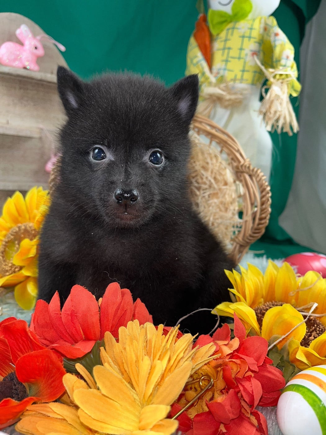 Chiot N°1 B........