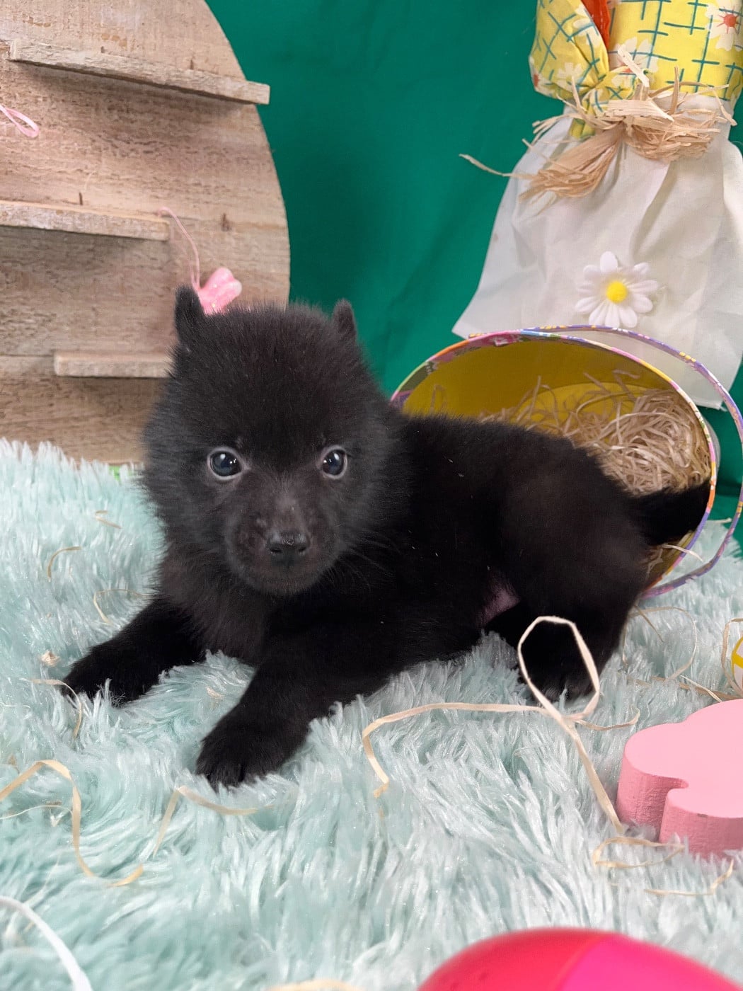 Chiot N°3 B........