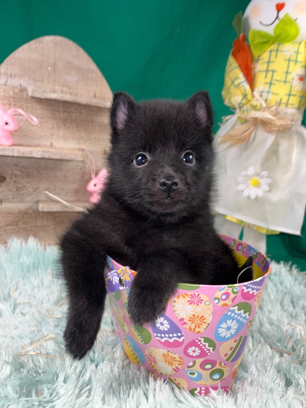 Chiot N°3 B........