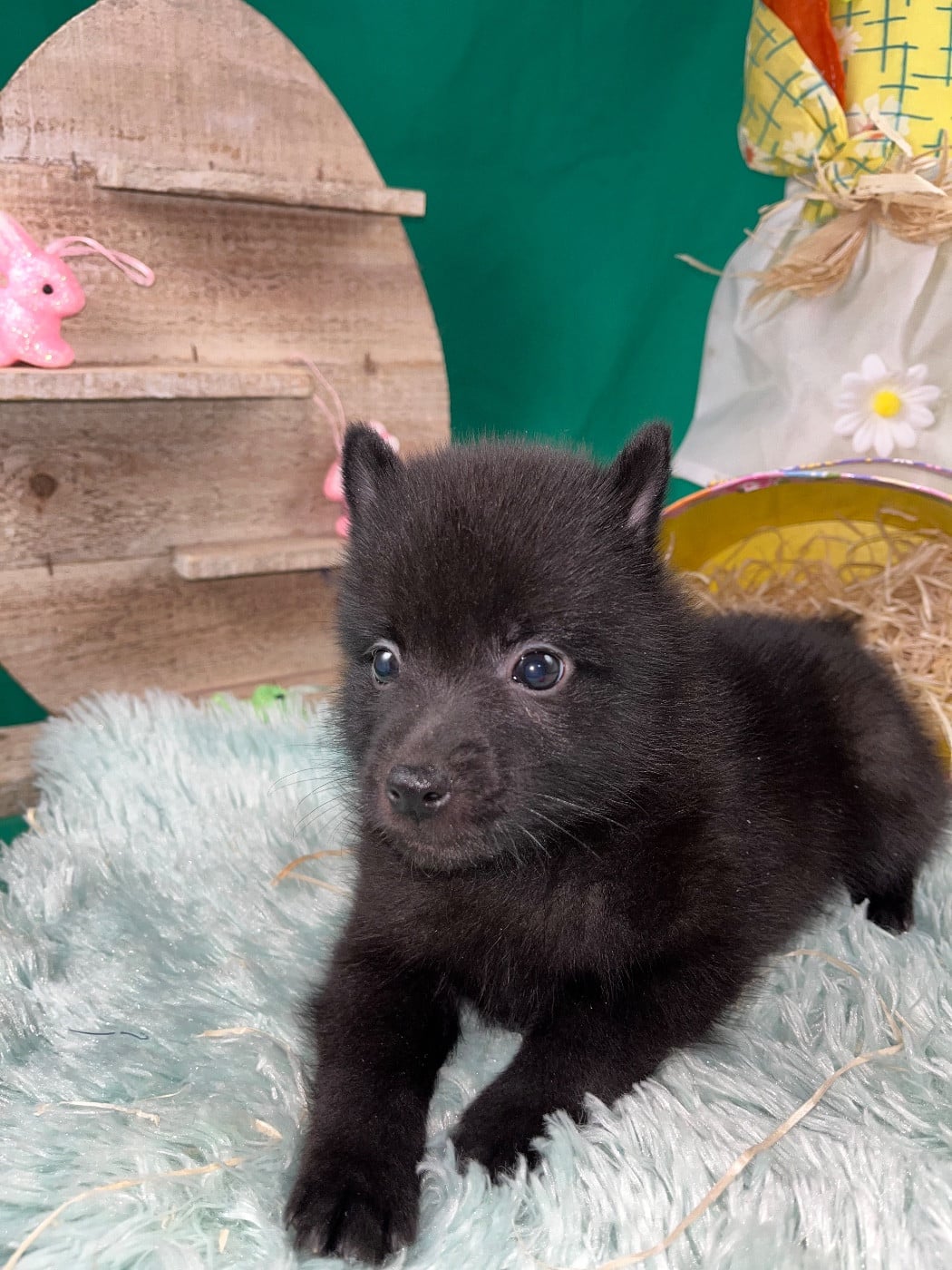 Chiot N°3 B........