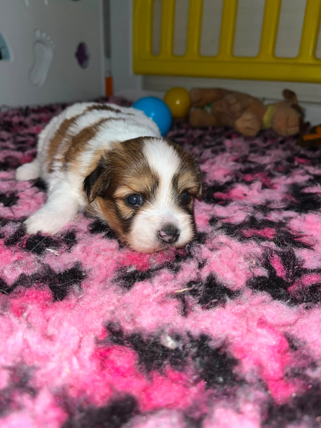 Chiot N°1