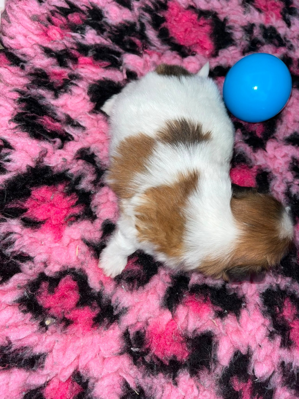 Chiot N°1