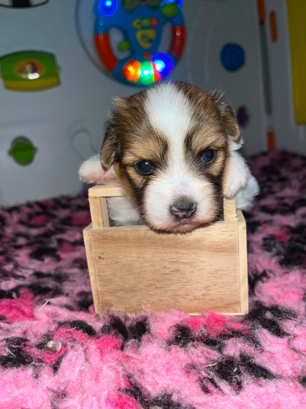 Chiot N°1