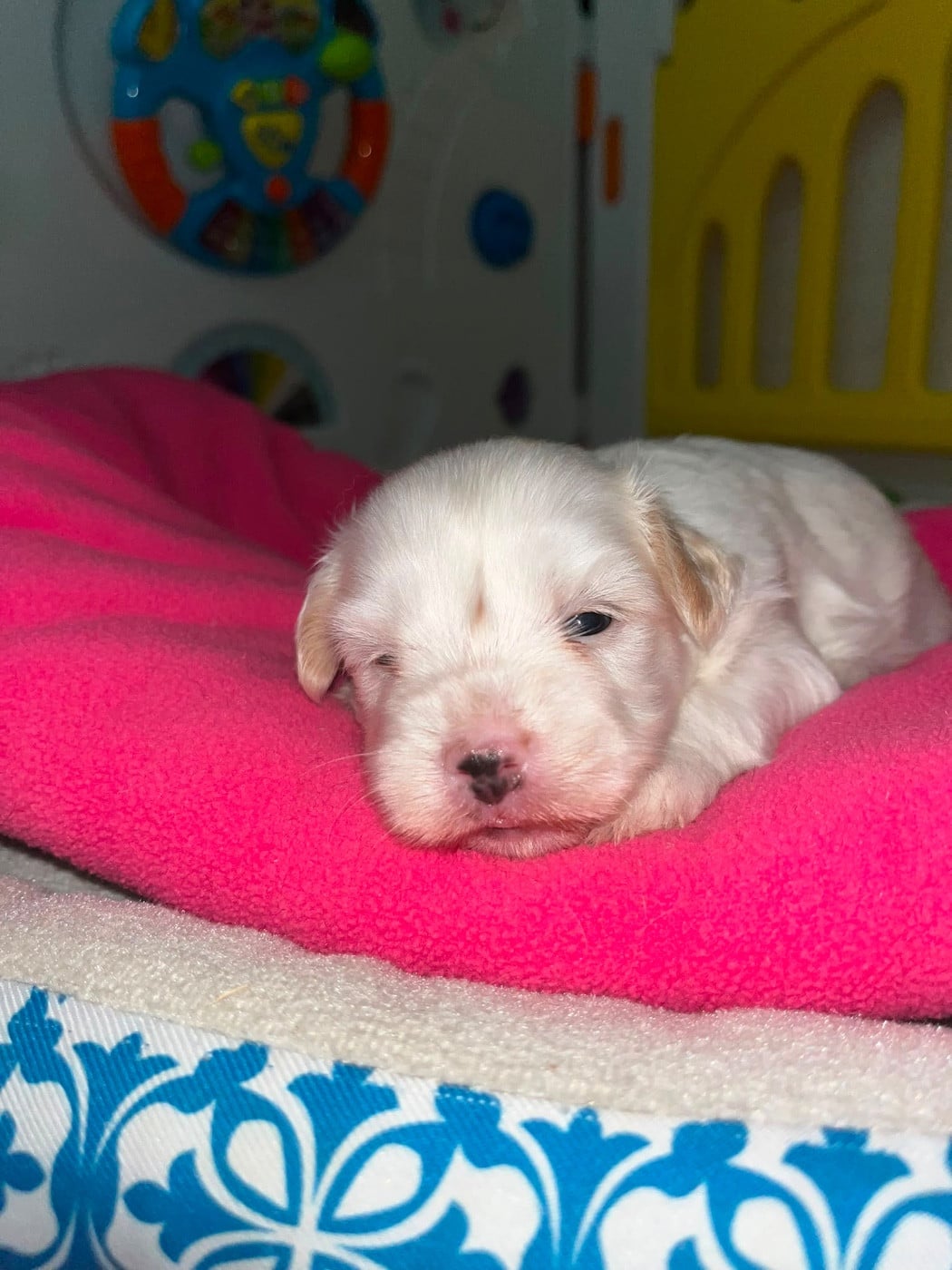 Chiot N°2