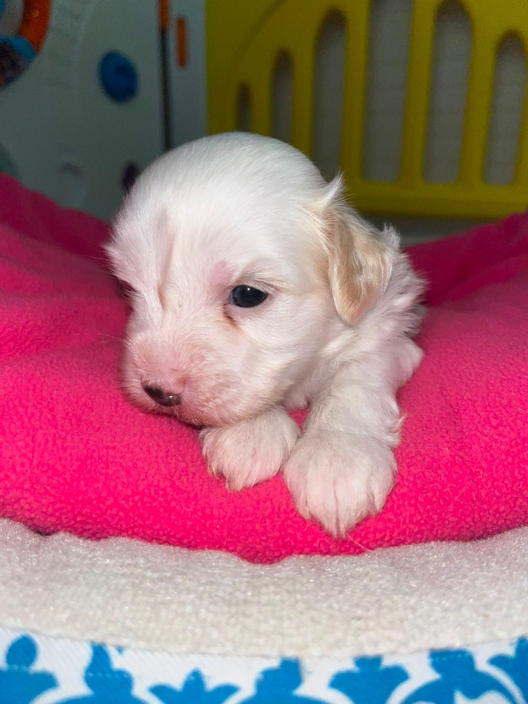 Chiot N°2