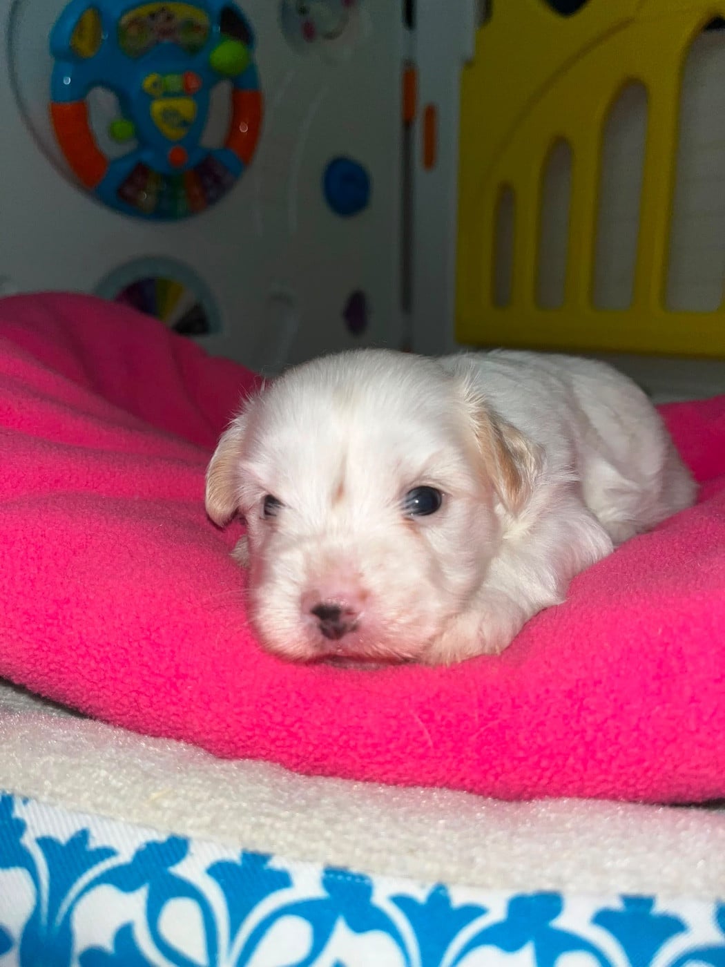 Chiot N°2