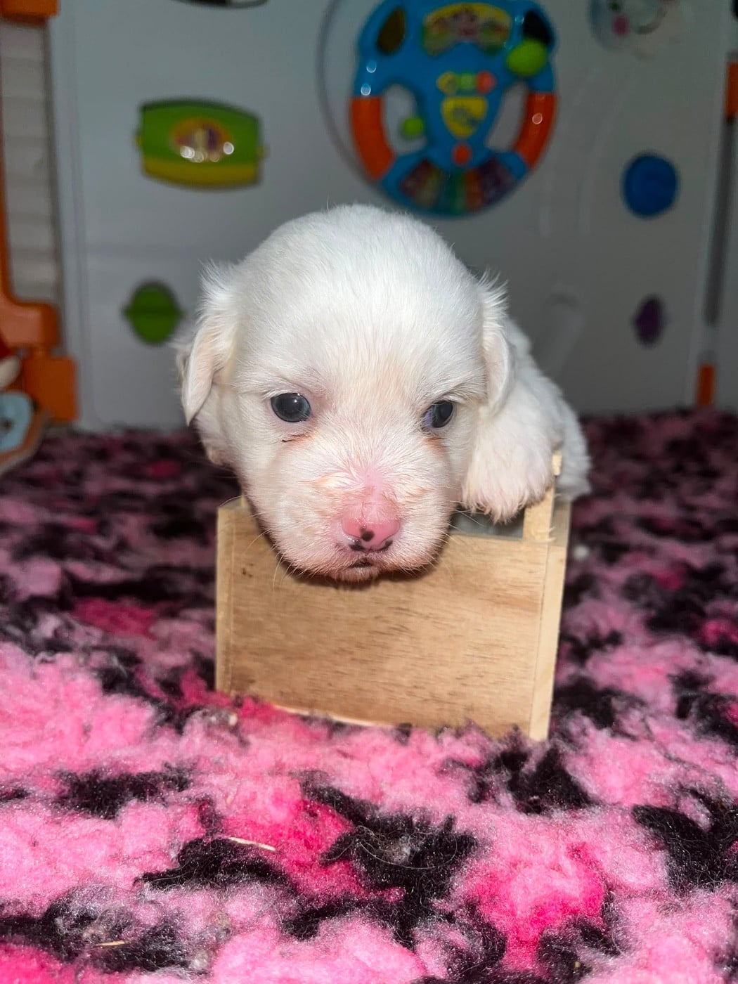 Chiot N°3