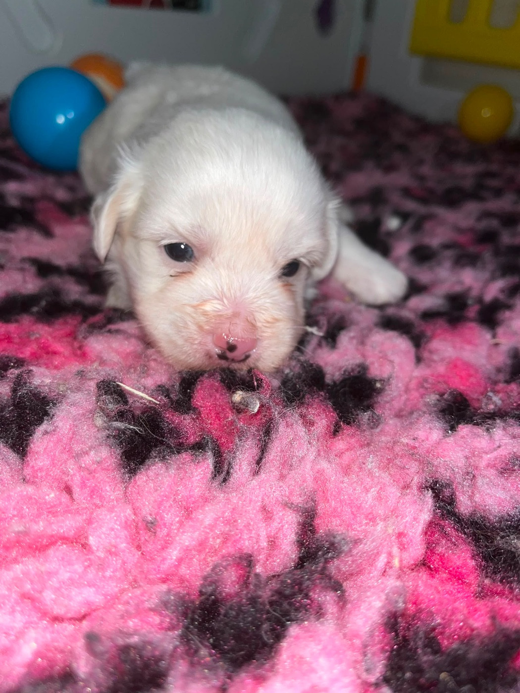 Chiot N°3
