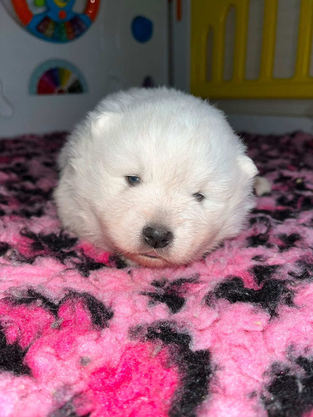 Chiot N°2 qc