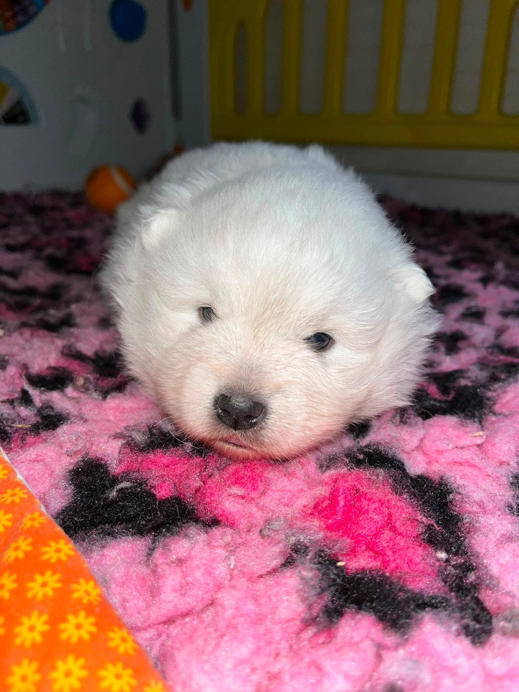 Chiot N°2 qc