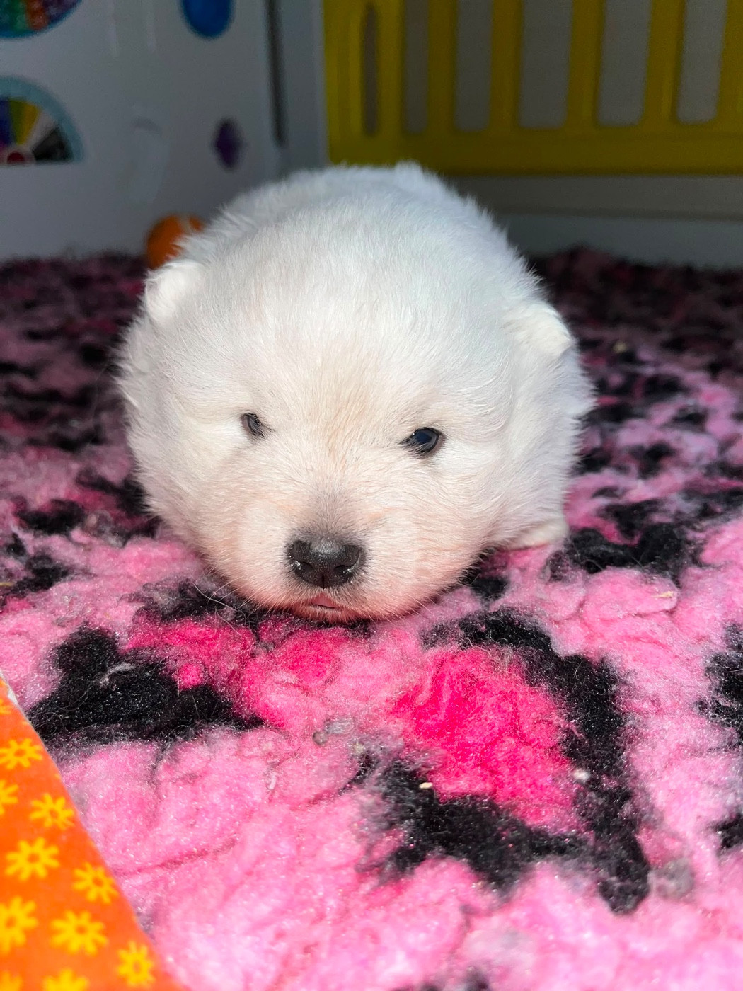 Chiot N°2 qc