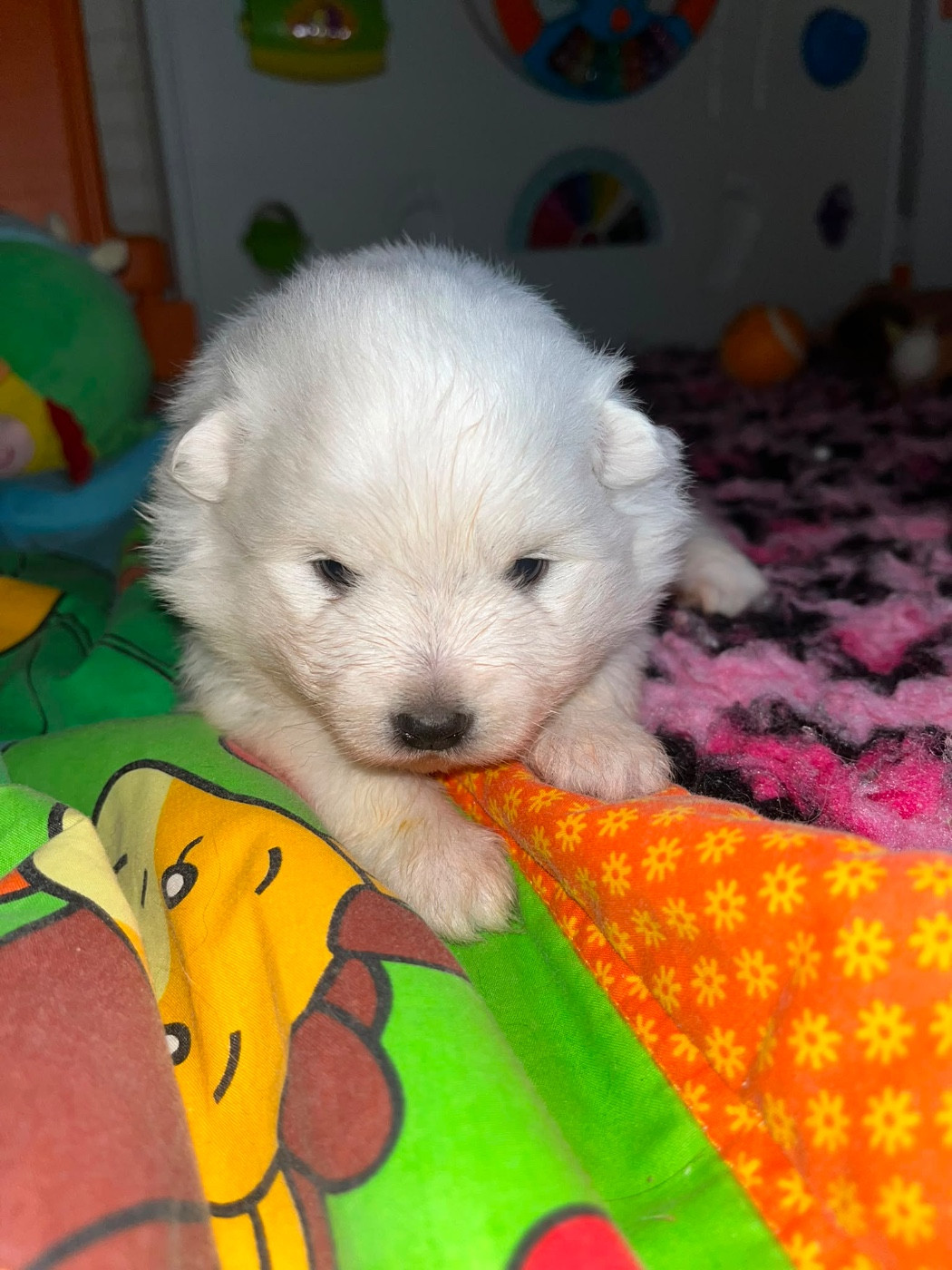 Chiot N°3 ql