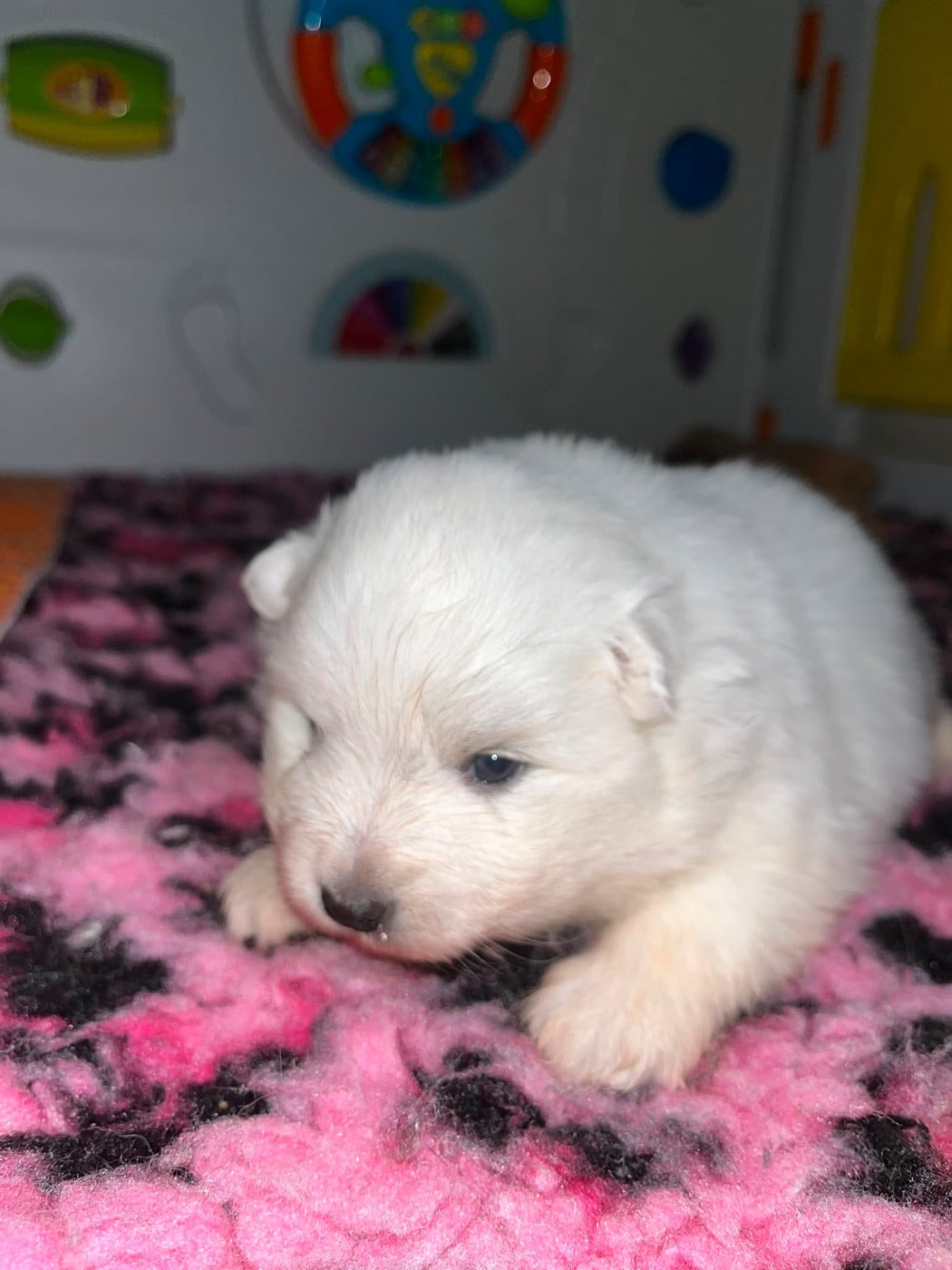 Chiot N°3 ql