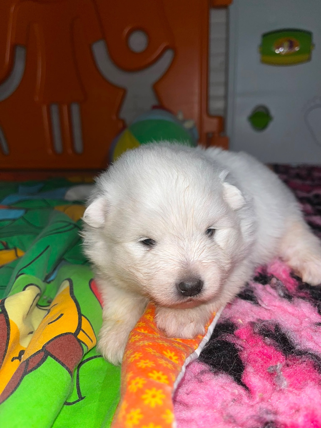 Chiot N°3 ql