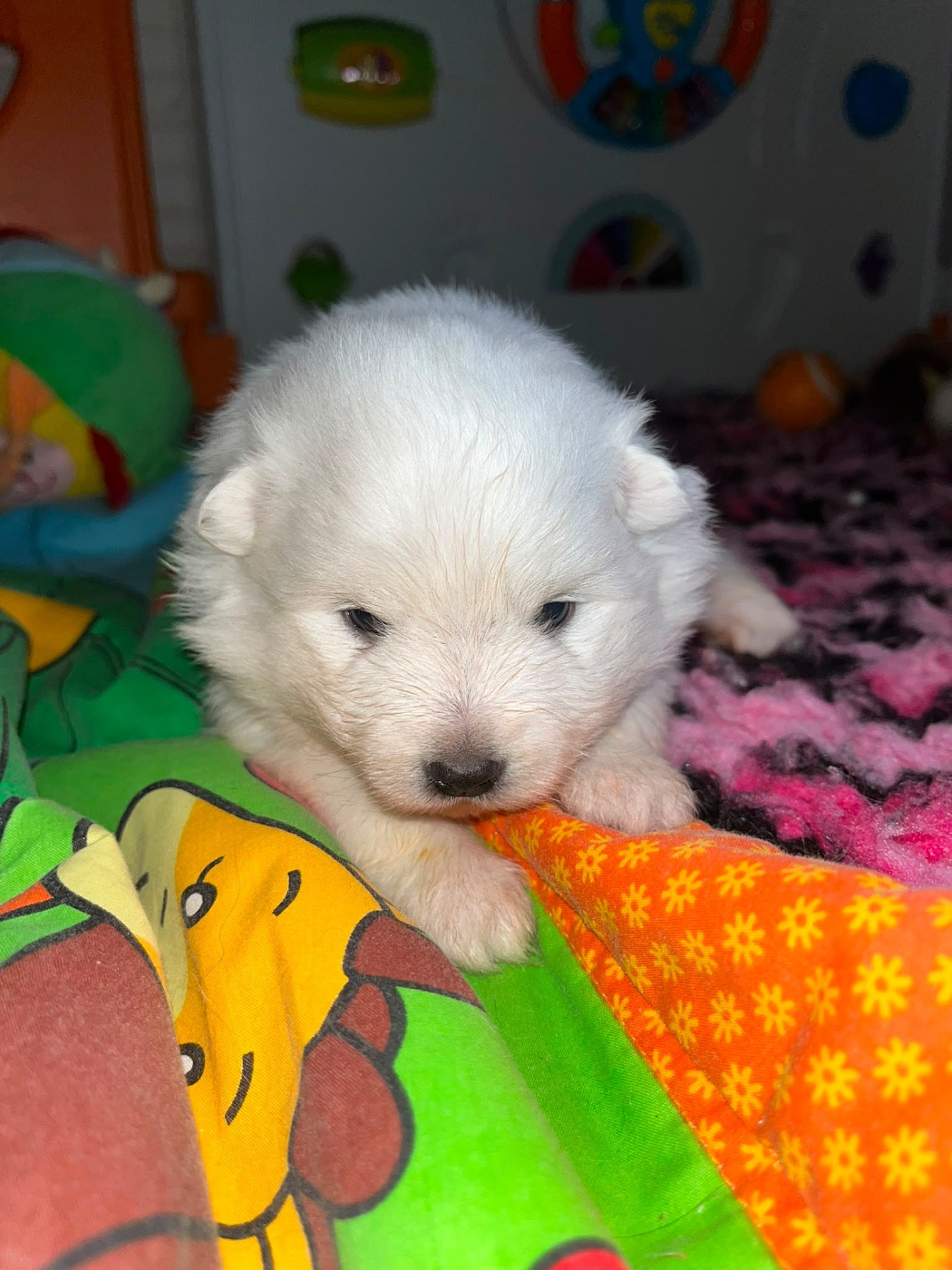 Chiot N°3 ql