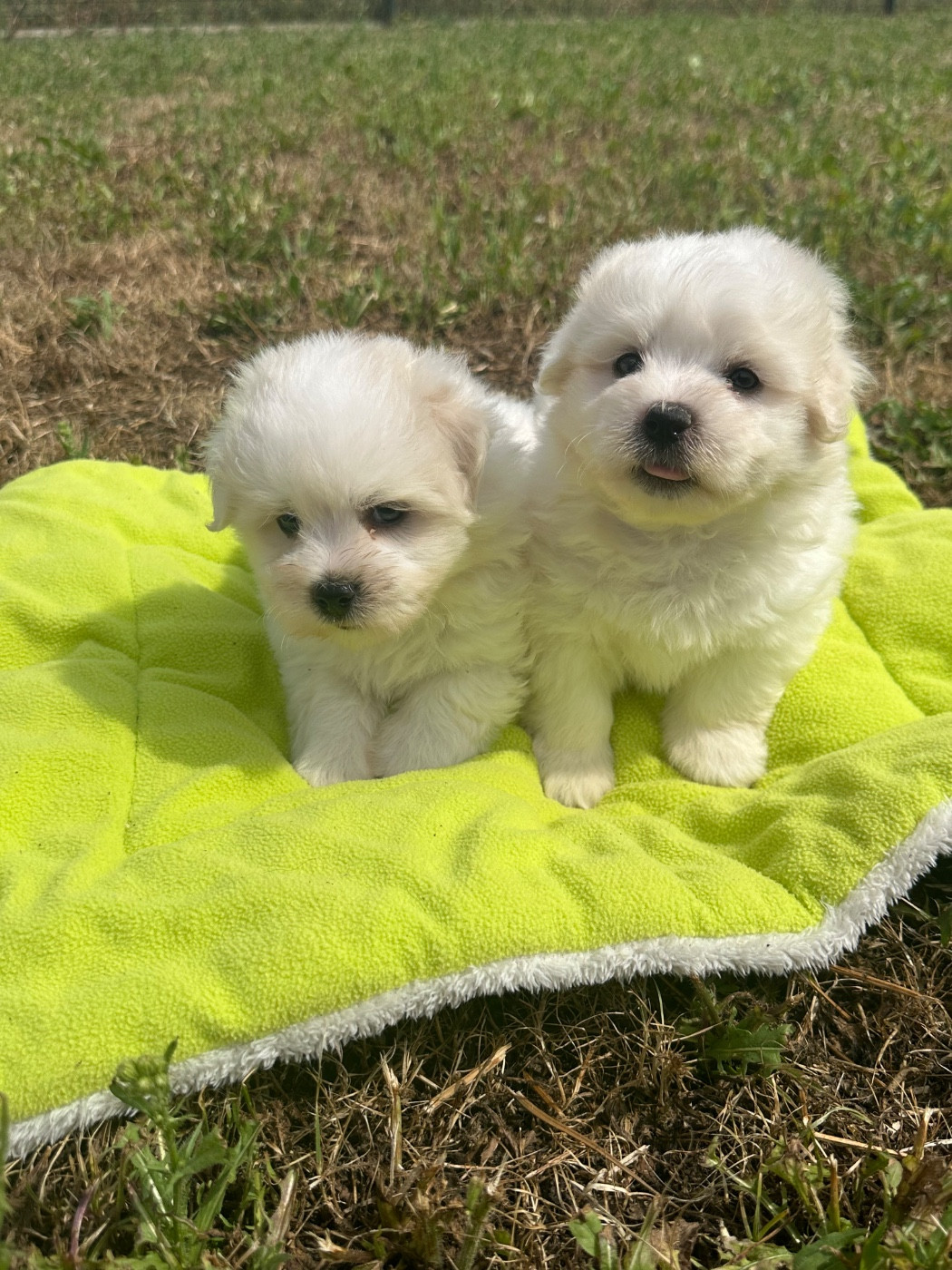 Chiot N°2 - Coton de Tulear