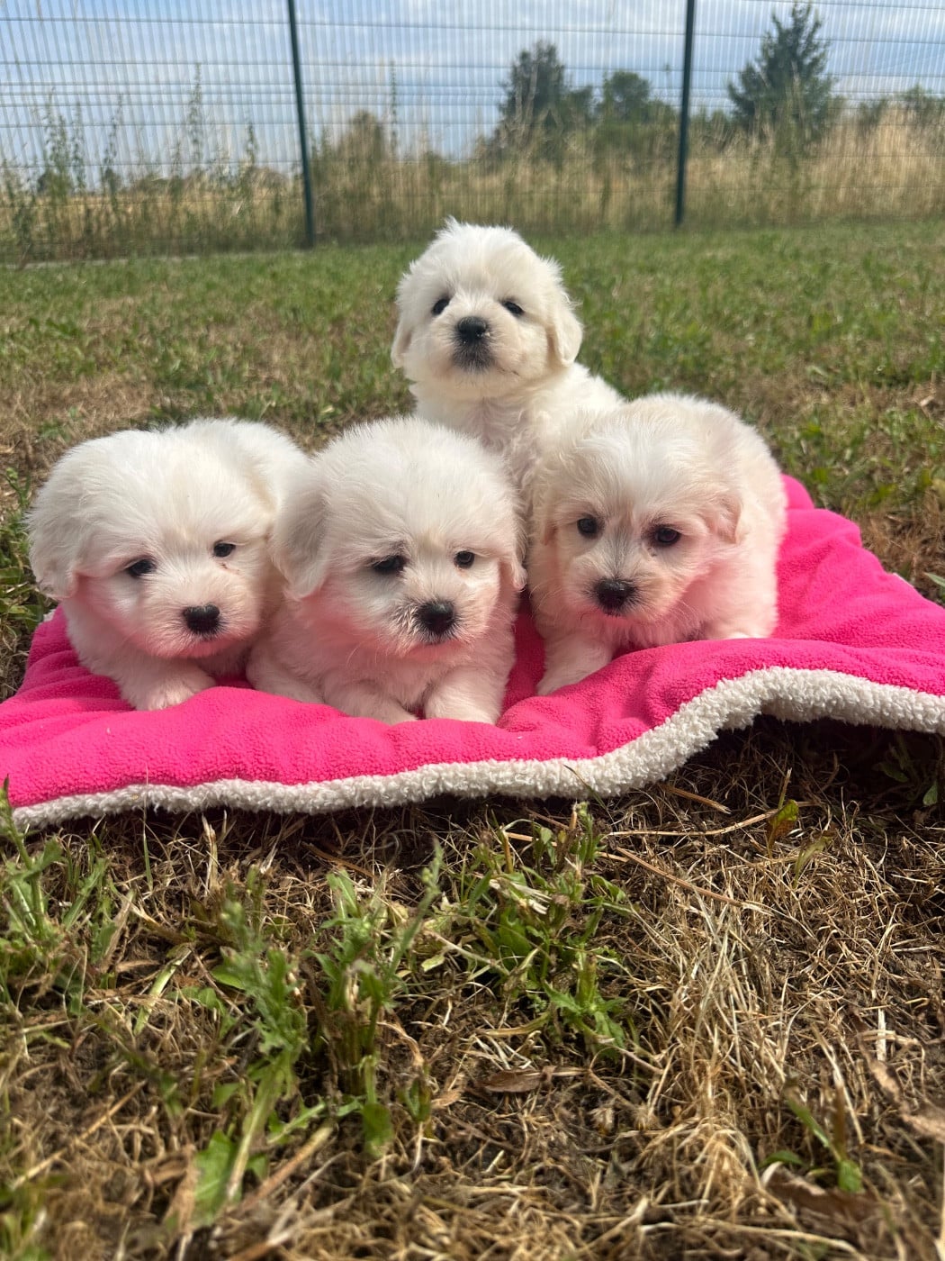 Chiot N°5 - Coton de Tulear