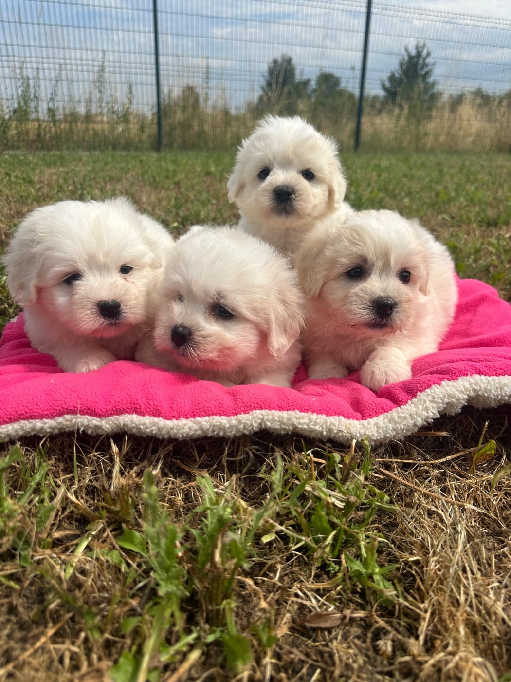 Chiot N°6 - Coton de Tulear