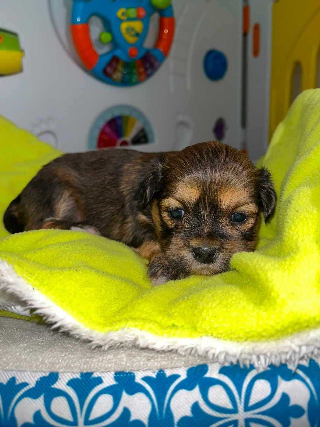 Chiot N°2 - Lhassa Apso