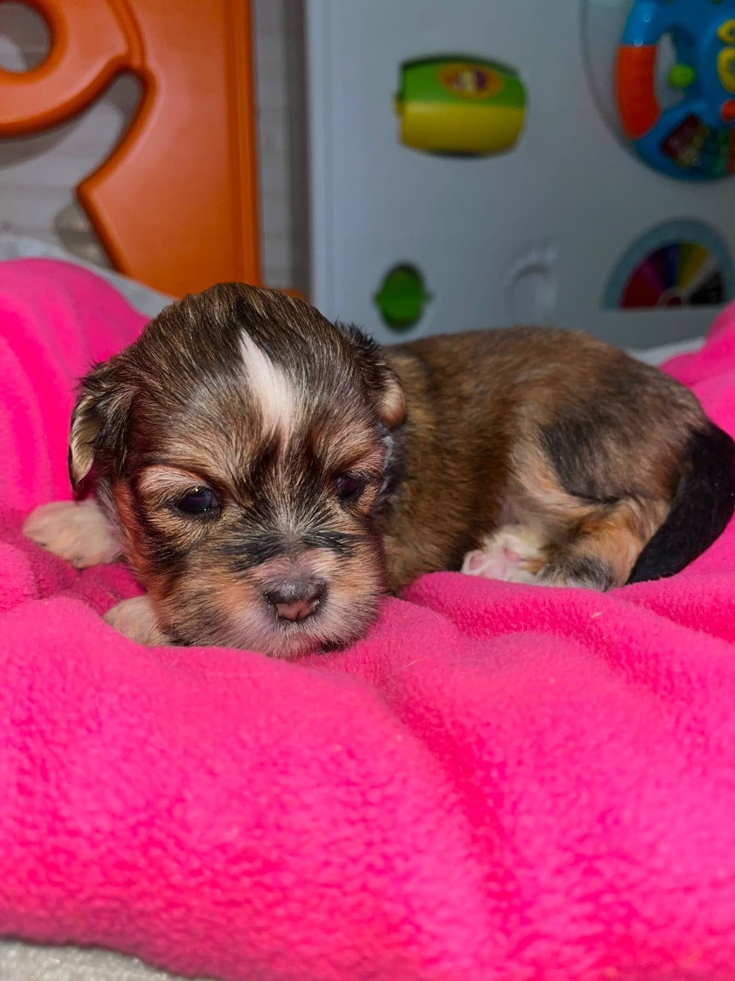 Chiot N°3 - Lhassa Apso