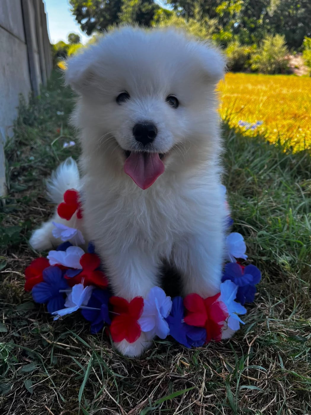 BOSS KODA